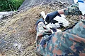 Person mit Tarnjacke und schwarzen Handschuhen pflegt Jungstorch im Nest auf einem Dach mit Stroh und Ästen.