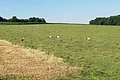 Grüne Wiese mit fünf Störchen und einem braunen Feldabschnitt unter blauem Himmel und Bäumen im Hintergrund.