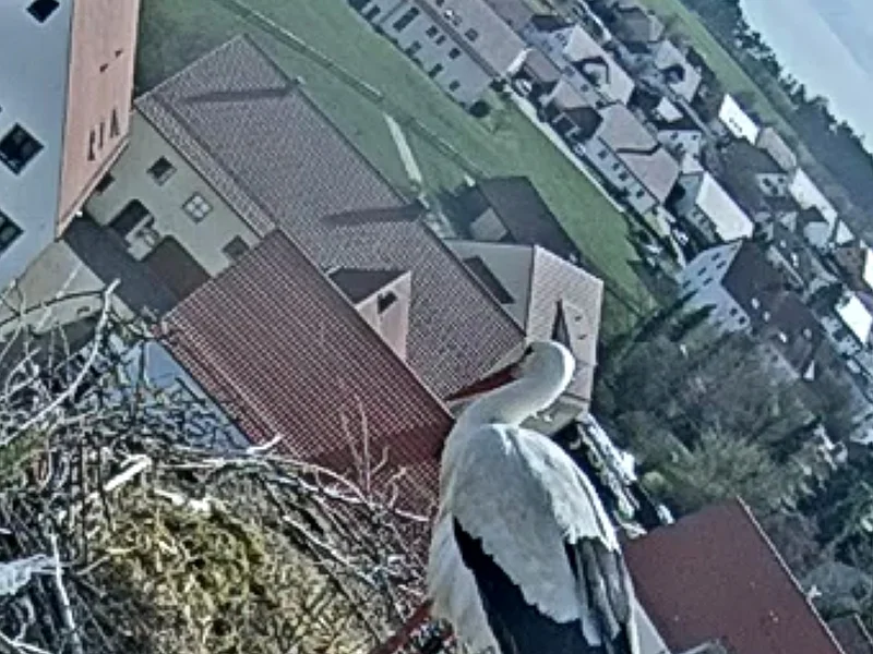 Weißstorch steht im Nest aus Zweigen auf einem Hausdach, im Hintergrund Häuser und grüne Flächen.