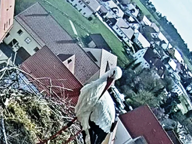 Weißstorch steht im Nest aus Zweigen auf einem hohen Gebäude mit Blick auf ein Dorf und grüne Felder.