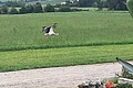 Ein Storch fliegt über eine grüne Wiese, im Vordergrund ein Schotterweg und ein Garten mit Pflanzen und Dekorationen.