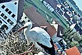 Zwei Störche in einem Nest auf einem Gebäude, im Hintergrund eine Stadtlandschaft mit grünen Flächen.