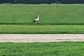 Weißer Storch steht auf einer grünen Wiese hinter einem hellen Feldweg, im Hintergrund Bäume.