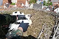 Die Hände einer Person mit schwarzen Handschuhen halten einen Jungstorch in großem Nest, ein weiterer Jungstorch liegt links daneben. Blick auf rote und dunkle Häuserdächer vom Nest aus.