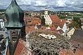 Storchennest mit drei Jungstörchen auf einem roten Dach mit einem schwarzen Turm daneben, über einer Stadt mit weiteren Häusern mit roten Dächern und einer Kirche im Hintergrund, bei bewölktem Himmel.