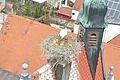 Ein Weißstorch mit zwei Jungen im Nest auf einem Schornstein eines Gebäudes mit roten Ziegeldächern. Im Hintergrund eine Kleinstadt mit weiteren Häusern mit roten Dächern, einem schwarzen Turm und einem Garten.