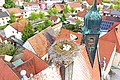 Ein erwachsener Storch und drei Storchenkinder  in einem großen Nest auf einem Gebäude mit rotem Dach. Am Dach ein spitzer Turm, umgeben von anderen roten Dächern und Gebäuden mit Bäumen.