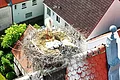 Storchennest auf dem Dach eines Gebäudes mit einem erwachsenen Storch und mehreren Küken.