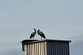 Zwei Störche stehen auf einem Metallbau eines Sägemehlbunkers mit Nest und schauen aufeinander, bei bewölktem Himmel.