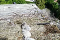 Nest mit drei jungen Storchenkindern auf einem grauem Dach mit Zweigen und Blättern. Im Hintergrund ein weißes mehrstöckiges Haus und grüne Bäume.