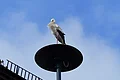 Ein Storch steht auf einer Straßenlaterne vor blauem Himmel mit Wolken.