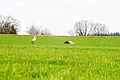 Zwei Störche stehen auf einer grünen Wiese, im Hintergrund sind kahle Bäume zu sehen.