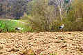 Zwei Störche laufen auf einem Feld voller abgefallener gelb-brauner Blätter, im Hintergrund Bäume und eine grüne Wiese.