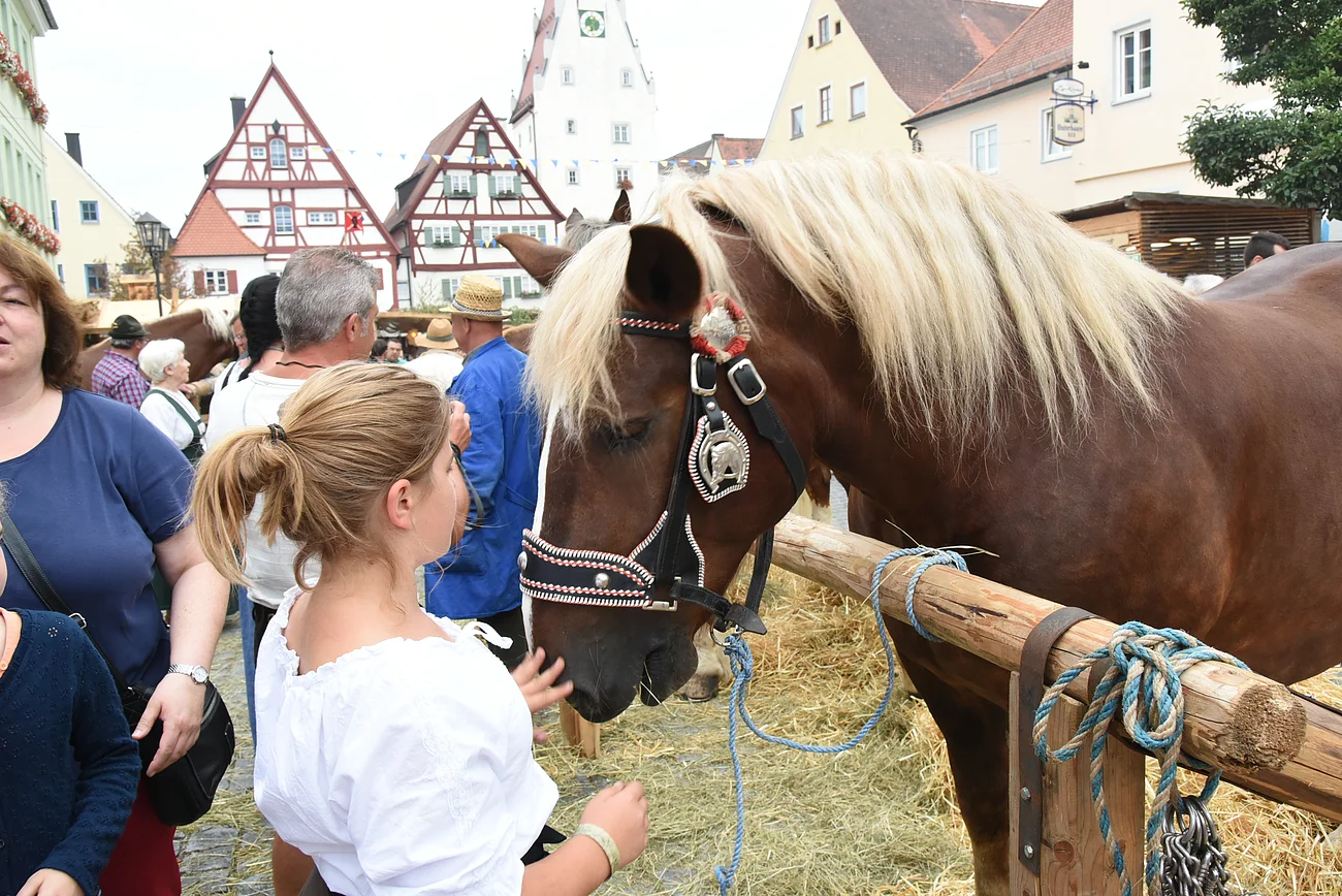Mädchen streichelt ein Pferd auf einem Fest, das auf dem Stroh steht. Fachwerkhäuser im Hintergrund. Neben dem Pferd sind einige Menschen zu sehen.