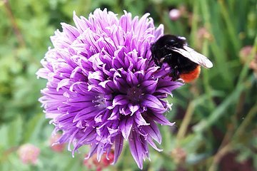 Hummel auf Blüte