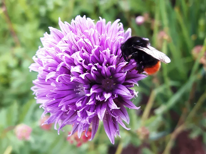Hummel auf Blüte Hummel auf einer lila Blüte mit einem grünen Gartenhintergrund unscharf.