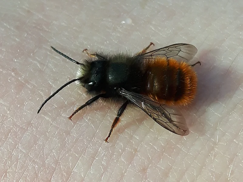gehörnte Mauerbiene Eine Biene mit dunklem Kopf und orange-braunem Körper, die gehörnte Mauerbiene, sitzt auf menschlicher Haut.