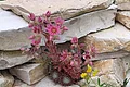 Blühende Steine - Hauswurz Blühende Hauswurz-Pflanze mit rosa Blüten wächst zwischen hellen Steinen. Eine weitere gelbe Pflanze ist zu sehen.