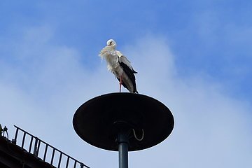 Der Storch auf Brautschau - auf dem Monheimer Rathaus 2019