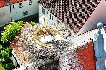 Storchennachwuchs in Monheim - nun sind es DREI Jungstörche