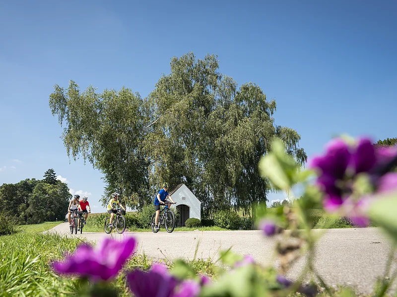 Vier Radfahrer fahren auf einem Landweg an einer kleinen weißen Kapelle und großen Bäumen vorbei, violette Blumen unscharf im Vordergrund.