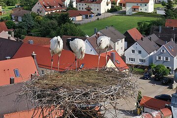 Die Jungstörche in Monheim