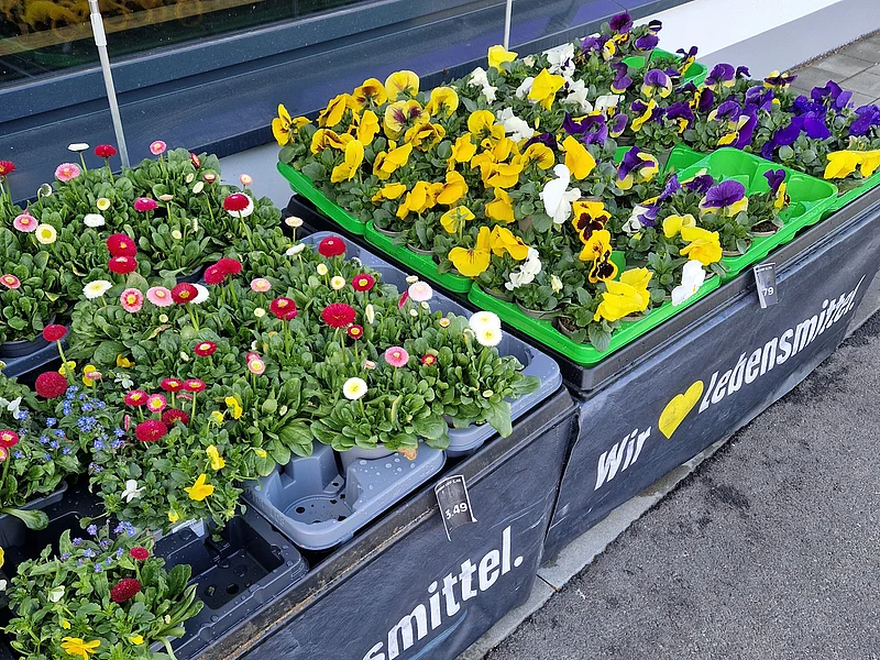 EDEKA - Saisonales Angebot Blumen in Pflanzkästen vor einem Laden mit Schriftzug „Wir lieben Lebensmittel“ auf der Verkaufsfläche.