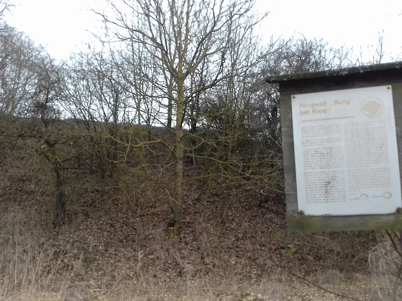 Hinweistafel zur Ringwallanlage im Monheimer Stadtteil vor einem Hügel mit kahlem Bäumen und trockenem Gras im Winter oder Spätherbst, bei Tageslicht.
