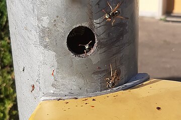 Feldwespennest oberhalb der Drückvorrichtung an der Ampel in Monheim