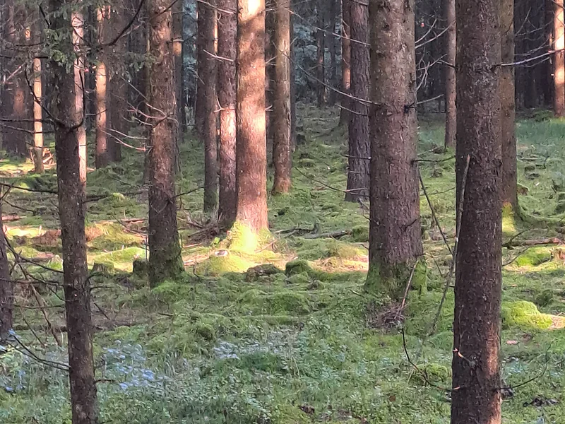 Waldbaden im Monheimer Wald Ein Wald mit hohen Bäumen und moosbedecktem Boden, Sonnenlicht fällt durch die Baumkronen.