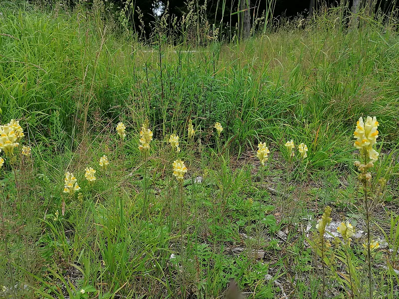 Gelbe Blüten auf grüner Wiese mit hohem Gras und einzelnen Pflanzen im Hintergrund.