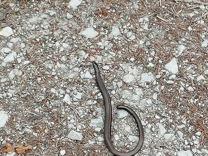Braune Blindschleiche auf kiesigem Boden mit kleinen Steinen und trockenen Nadeln.