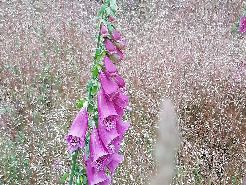 Einzelne lila Fingerhutblüte vor unscharfem Hintergrund aus trockenem Gras und weiteren Blüten.