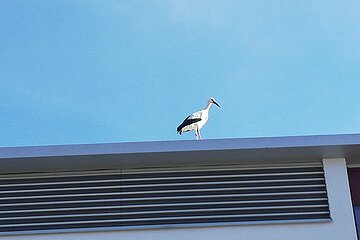 Storch Udo ist zurück in Monheim - gesichtet am 18.02.2021