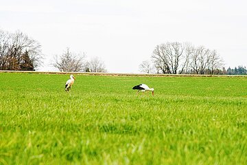 Gleich hinter einem Baugebiet haben sich die Monheimer Störche auf Futtersuche begeben 11.04.21