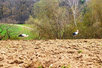 Futtersuche der Monheimer Störche am 11.04.2021