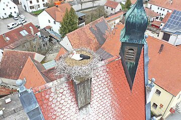 Oberer Torturm - Es wird schon gebrütet (18.04.2021)