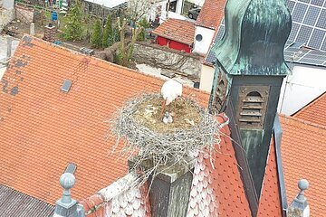 Nachwuchs im Storchennest am Oberen Torturm in Monheim