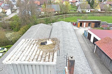 Das Storchennest auf dem Sägemehlbunder der Firma Gerstner in Monheim